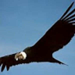 Meet your Posher, Condor